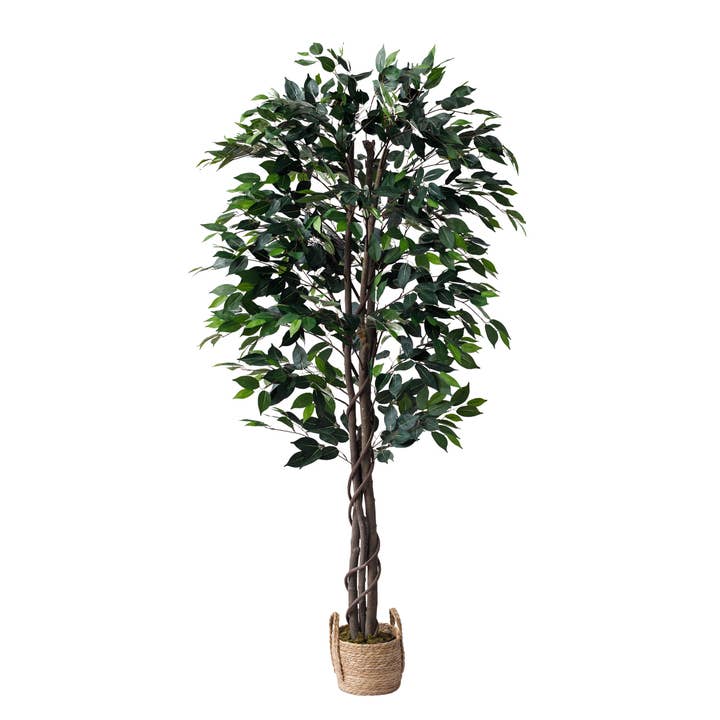 60" Ficus Tree with the Basket