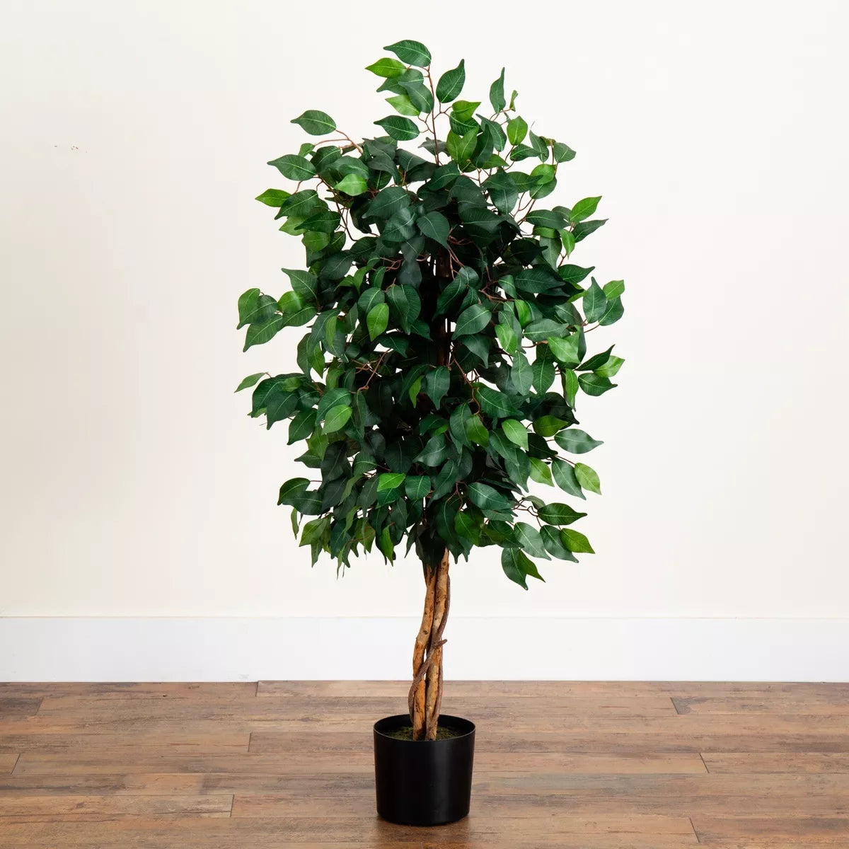 4" Ficus Tree with the Basket