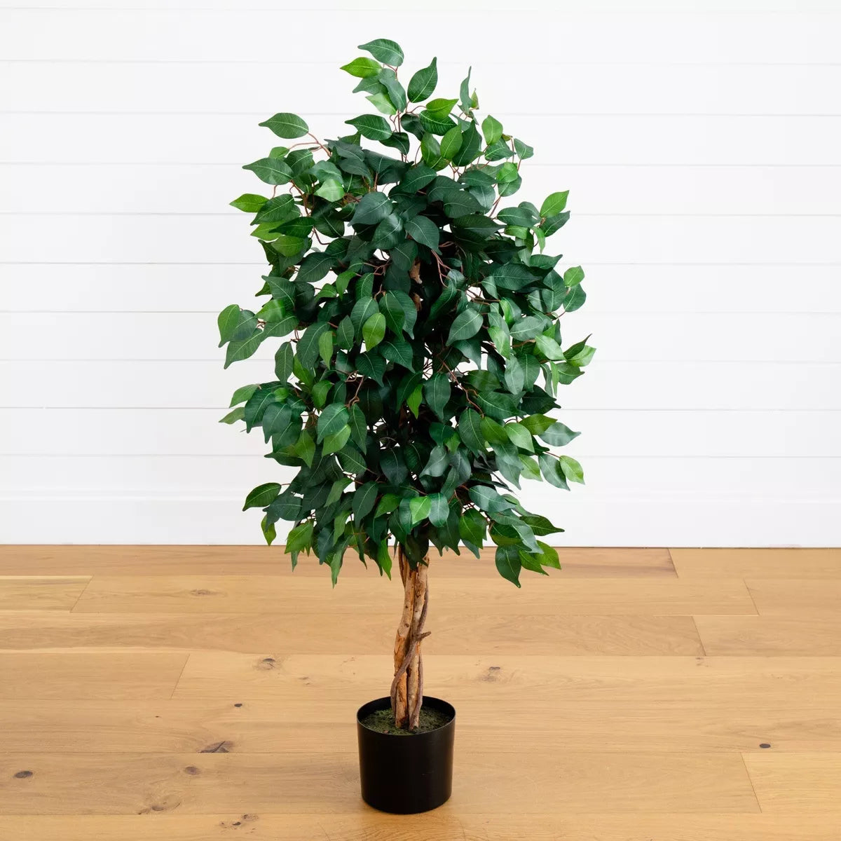 4" Ficus Tree with the Basket - SELFTRITSS   