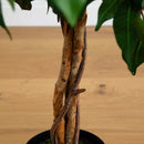 4" Ficus Tree with the Basket - SELFTRITSS   